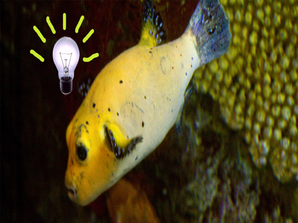4 Things You Thought You Knew about Fish