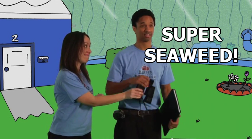 Super Seaweed!